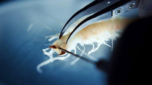 undefined Season 1 Episode 2 - Episode 2