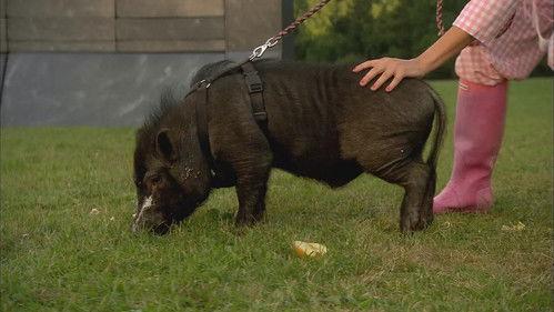 Amika Season 3 Episode 23 - Nog een appeltje?