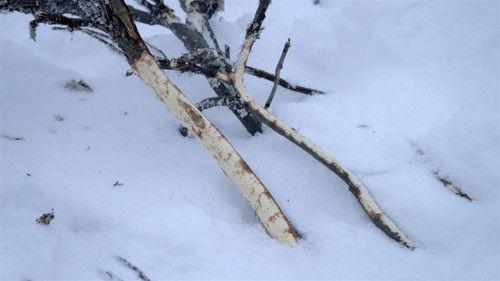 Life Below Zero Season 21 Episode 10 - Paving Paths