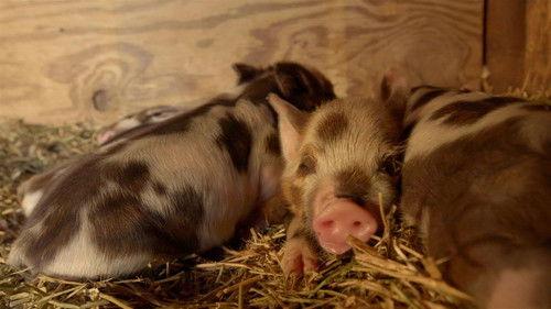 Heartland Docs, DVM Season 1 Episode 1 - The Little Practice on the Prairie