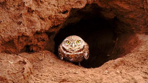 Nature Season 30 Episode 2 - The Animal House