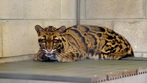 Secrets of the Zoo: Tampa Season 4 Episode 12 - Monkey Business