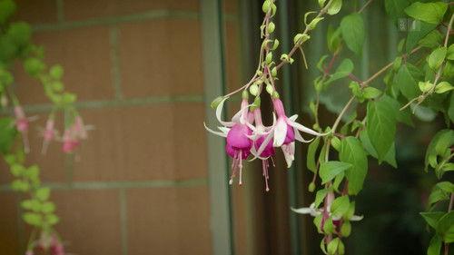 Hinter den Hecken Season 1 Episode 5 - A garden of fuchsias