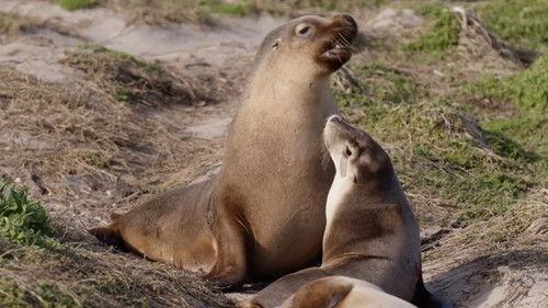 Gold Coast Ocean Rescue Season 1 Episode 7 - Episode 7