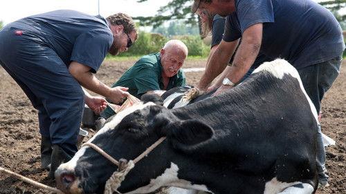 The Incredible Dr. Pol Season 7 Episode 5 - Cowhide and Seek