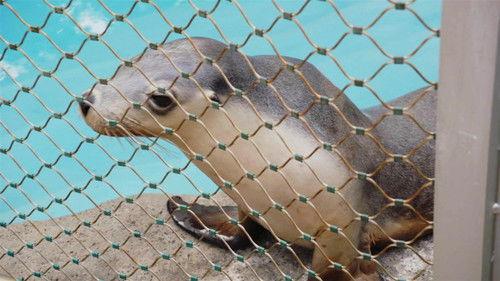 Secrets of the Zoo: Down Under Season 1 Episode 1 - Project Platypus