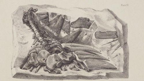 Lost Beasts Season 2 Episode 2 - Episode 2