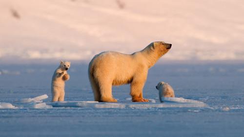 Ut i naturen Season 27 Episode 1 - Episode 1