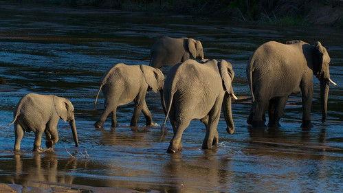 Natural World Season 18 Episode 3 - Elephants of the Sand River