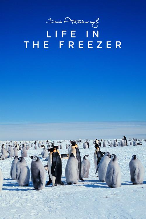 Life in the Freezer poster