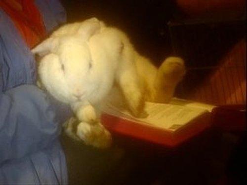 The Vicar of Dibley Season 1 Episode 6 - Animals