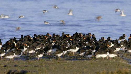 Wales: Land of the Wild Season 1 Episode 4 - The Gathering Storm