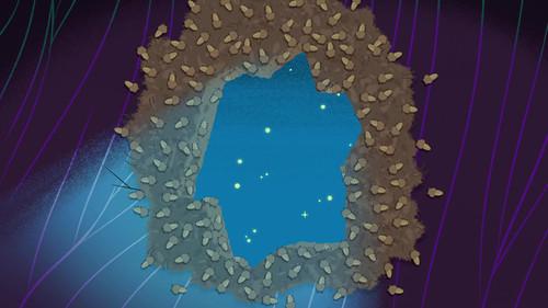 Chip 'n' Dale: Park Life Season 2 Episode 12 - The Hole Truth / The Gift / Pest Friends