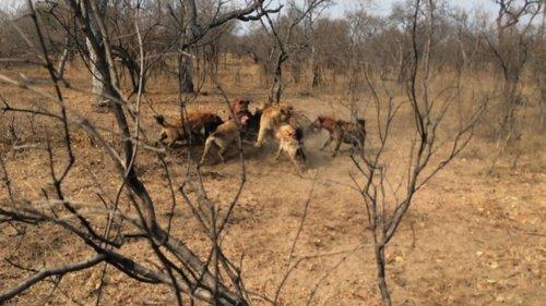 Animal Fight Night Season 4 Episode 4 - King Slayers