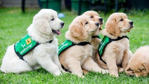 Dog Squad Puppy School Season 3 Episode 3 - Episode 3