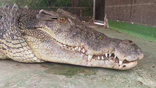 Secrets of the Zoo: Down Under Season 1 Episode 5 - Rin Tin Tooth Trouble