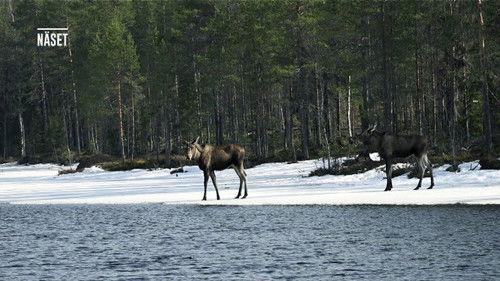 Den stora älgvandringen Season 1 Episode 11 - Slow tv day 11
