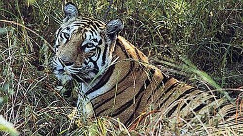 Natural World Season 22 Episode 4 - Tigers of the Emerald Forest