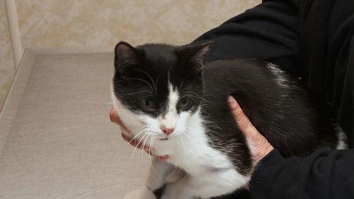 The Incredible Dr. Pol Season 11 Episode 7 - Mamma Mia!