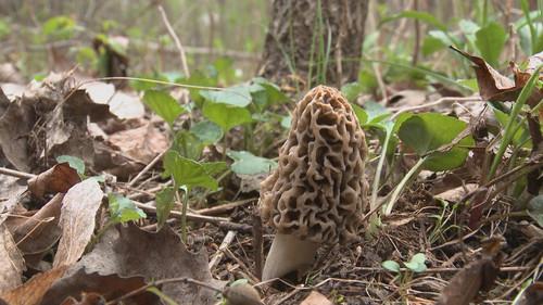 Wisconsin Foodie Season 2 Episode 12 - Morel Hunt