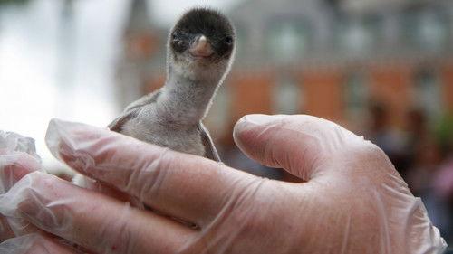 Akvariet Season 2 Episode 4 - Episode 4