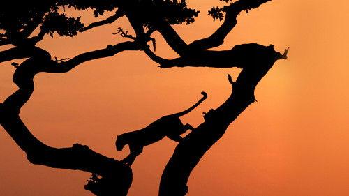 Serengeti Season 1 Episode 6 - Rebirth