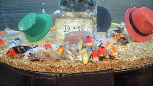 Tanked Season 3 Episode 4 - Tip of the Hat to the Devils