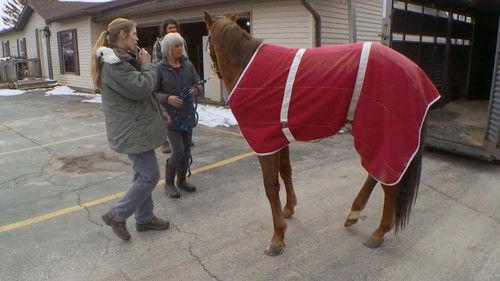 The Incredible Dr. Pol Season 13 Episode 12 - A Plague on Both Your Horses