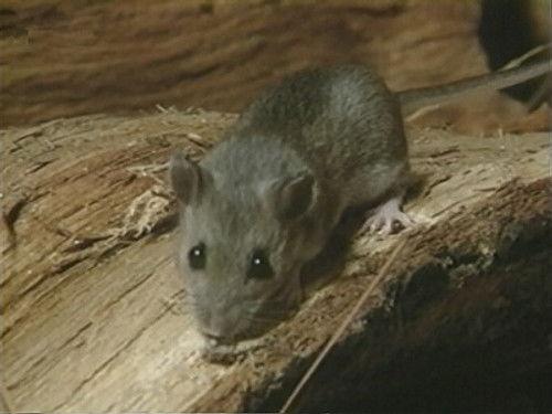 Forensic Files Season 4 Episode 12 - With Every Breath