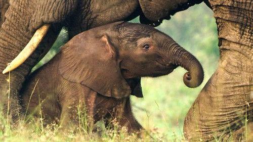 Serengeti Season 3 Episode 6 - Restoration