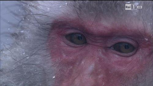 Superquark Season 20 Episode 6 - Episode 6