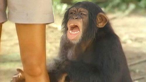 Tarzán Season 2 Episode 1 - Tarzan and the Polluted River