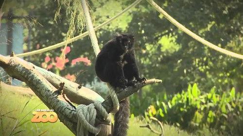 Une saison au zoo Season 4 Episode 9 - Episode 9