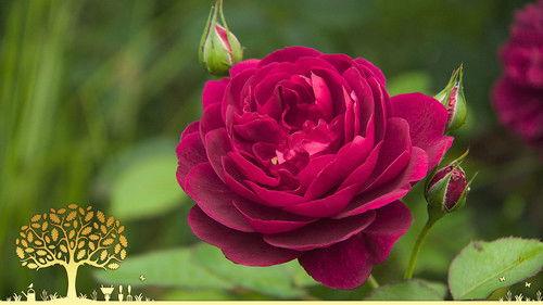 Gardeners' World Season 54 Episode 25 - Episode 25