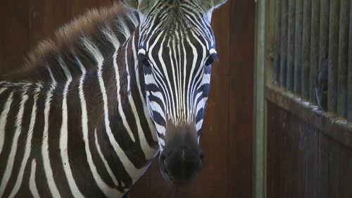 Dyrepasserne Season 9 Episode 15 - Episode 15