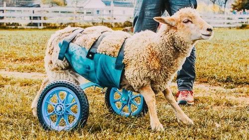 The Wizard of Paws Season 7 Episode 5 - Loni's Leg Up