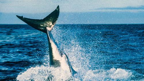 Shark Week Season 15 Episode 2 - Air Jaws II: Even Higher