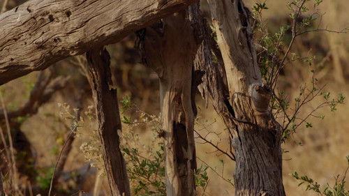 Africa's Deadliest Season 4 Episode 1 - Arm's Race