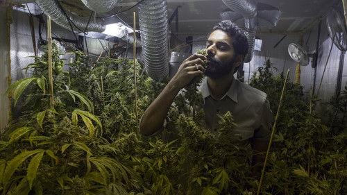 Weediquette Season 2 Episode 5 - Going Legit