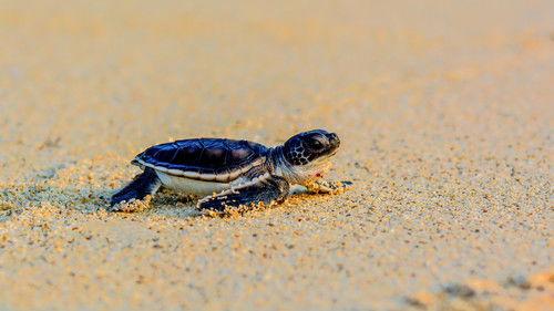 Reef School Season 1 Episode 2 - Daddy Drop-Off