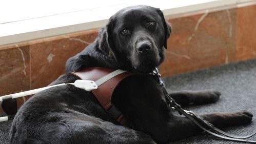 Pick of the Litter Season 1 Episode 2 - Off to Puppy College