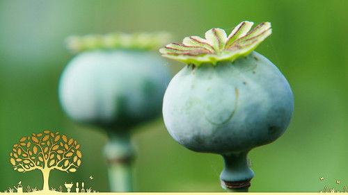 Gardeners' World Season 54 Episode 18 - Episode 18