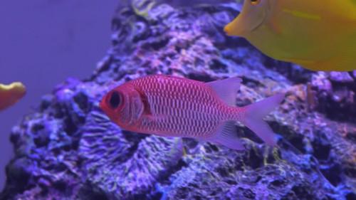 Tanked Season 12 Episode 6 - Howie Mandel's Surprise Tank