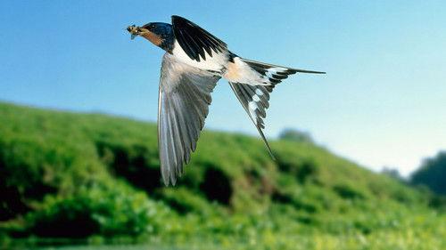 David Attenborough's Natural Curiosities Season 2 Episode 10 - Magical Appearances