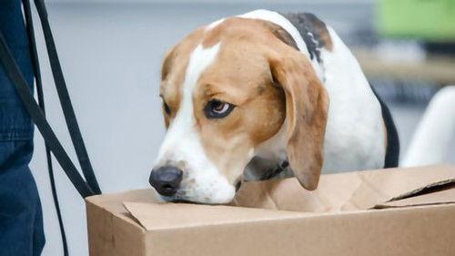 Dog Squad Puppy School Season 3 Episode 8 - Episode 8