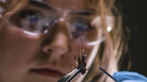 Forensic Files II Season 4 Episode 8 - True Bugs