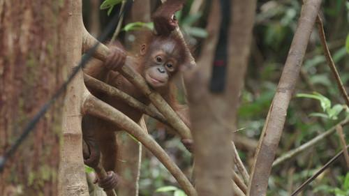 Orangutan Jungle School Season 2 Episode 4 - The Return of the Snake