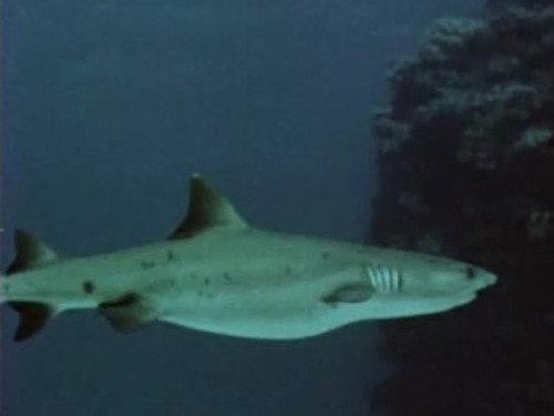 Skippy the Bush Kangaroo Season 2 Episode 19 - Surprise! Surprise!