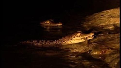 Natural World Season 25 Episode 10 - Invasion of the Crocodiles