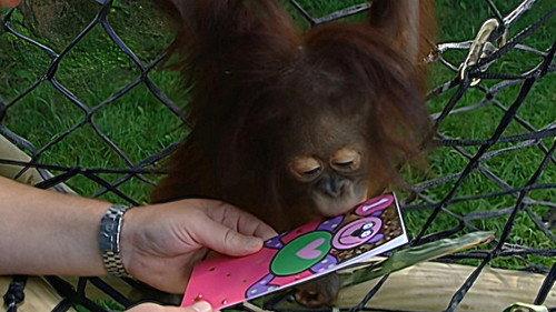 Monkey Business Season 8 Episode 8 - Episode 8